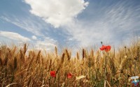 /album/galleria-fotografica/spiga-di-grano-17-jpeg3/