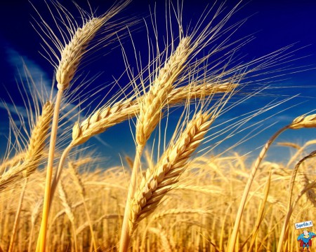le spighe qui riprodotte si prestano magnificamente a rappresentare il pane e l'Eucarestia