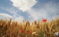 /album/galleria-foto-homepage6/spiga-di-grano-17-jpeg4/