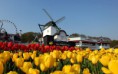 /album/galleria-foto-homepage6/tulip2-jpg5/